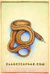 Red Snake 