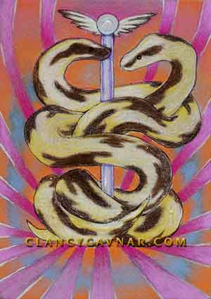 Boa Caduceus